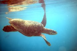 Hawksbill Turtle. Spotted this guy swimming up from the b... by Grant Kennedy 